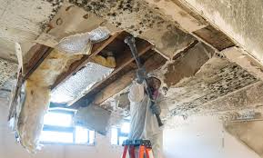 Best Black Mold Removal in Thomas, OK